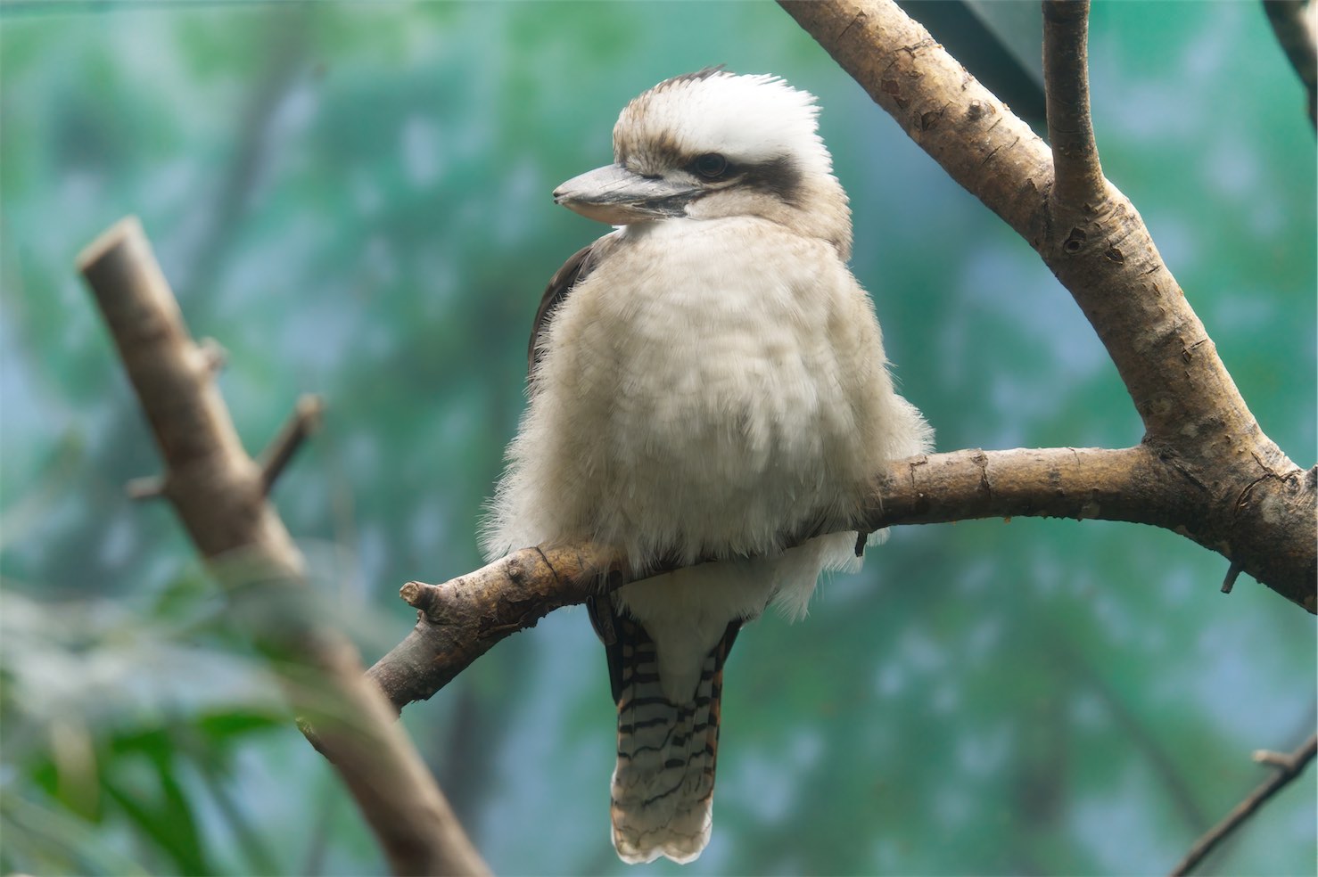 Kookaburra 0308